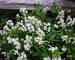 Deutzia Nikko