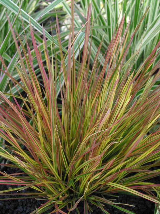 Deschampsia Cespi. Northern Lights | Bluestone Perennials