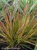 Deschampsia Northern Lights