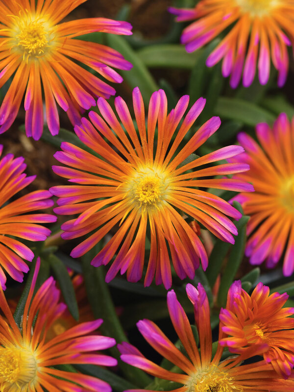 Delosperma Ocean Sunset Orange Glow