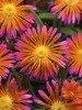 Delosperma Ocean Sunset Orange Glow