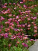 Delosperma Ocean Sunset Orange Glow