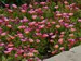 Delosperma Ocean Sunset Orange Glow