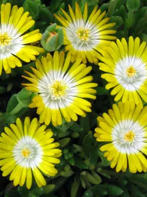 Link to Delosperma Peridot