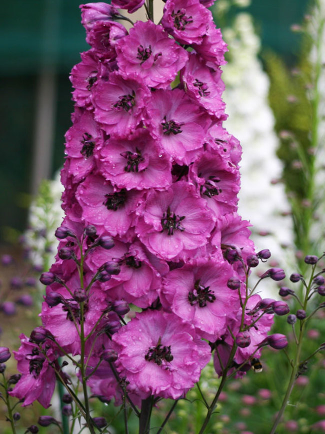 Delphinium Pink Punch