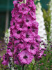 Delphinium Pink Punch