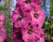 Delphinium Pink Punch