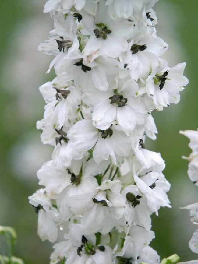 Delphinium Percival