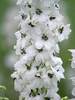 Delphinium Percival