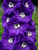 Delphinium Purple Passion