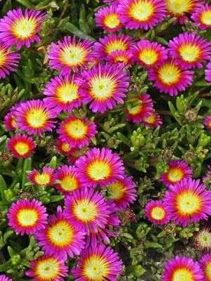 Link to Delosperma Hot Pink Wonder