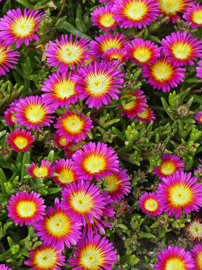 Delosperma Hot Pink Wonder