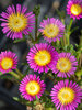 Delosperma Hot Pink Wonder