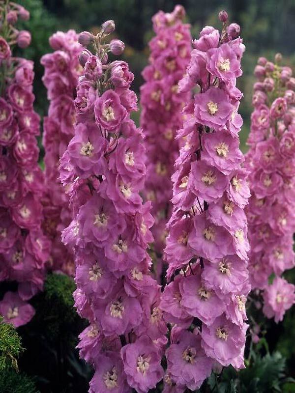 Delphinium Rosy Future