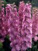Delphinium Rosy Future