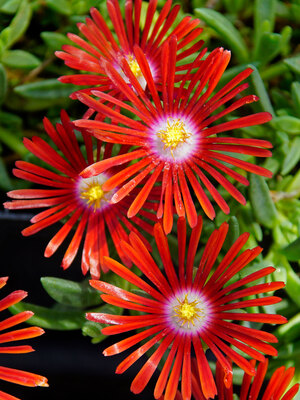 DERM-0-Delosperma-Red-Mountain