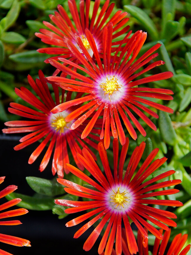 Delosperma Red Mountain Flame