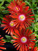 Delosperma Red Mountain Flame