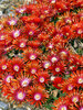 Delosperma Red Mountain Flame