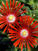 Delosperma Red Mountain Flame