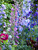Delphinium Giant-Pacific-Roundtable-Mixed