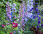 Delphinium Giant-Pacific-Roundtable-Mixed