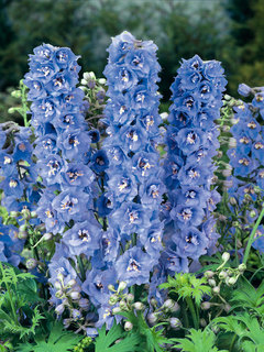 Delphinium