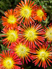 Delosperma Solstice Red