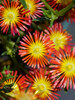 Delosperma Solstice Red