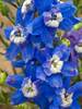 Delphinium Summer Cloud