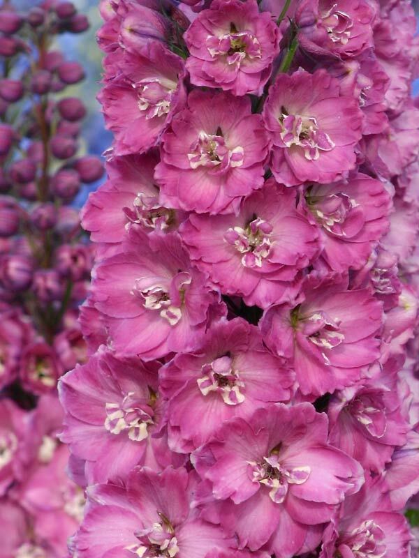 Delphinium Sweethearts