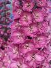 Delphinium Sweethearts