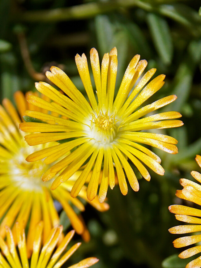 Delosperma Solstice Yellow