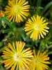 Delosperma Solstice Yellow