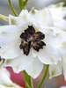 Delphinium White Dark Bee