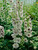 Delphinium White Dark Bee