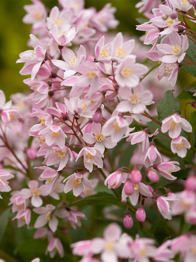 pink cherry blossoms