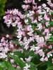 Deutzia Yuki Cherry Blossom