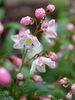 Deutzia Yuki Cherry Blossom