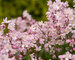 Deutzia Yuki Cherry Blossom