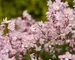 Deutzia Yuki Cherry Blossom
