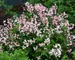 Deutzia Yuki Cherry Blossom
