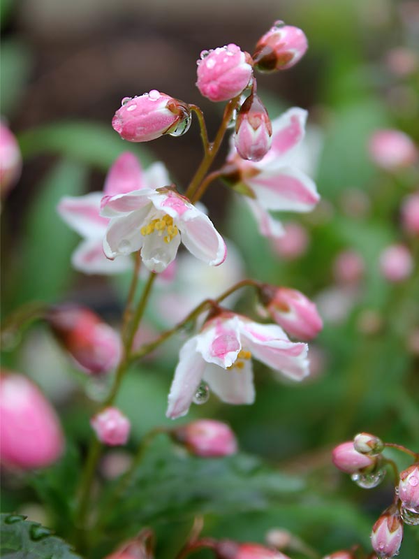 Deutzia Yuki Cherry Blossom | Bluestone Perennials