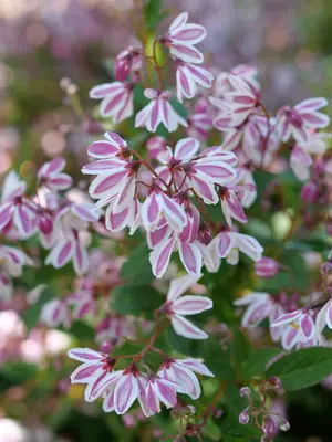 Link to Deutzia Yuki Kabuki&reg;	