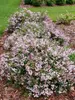 Deutzia Yuki Kabuki	