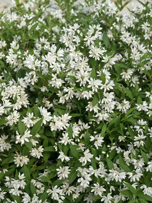 Link to Deutzia Yuki Snowflake