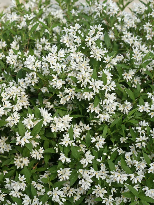 Deutzia Yuki Snowflake