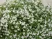 Deutzia Yuki Snowflake