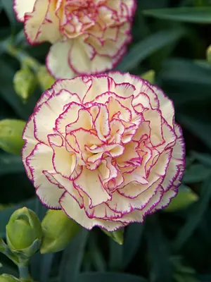 Link to Dianthus Grace Bay