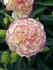 Dianthus Grace Bay